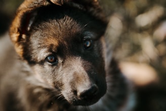 Close-up of a curious Aussie puppy’s face with soulful eyes.