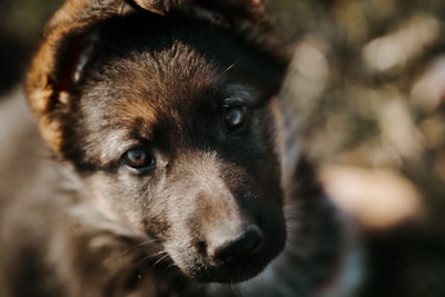Close-up of a curious Aussie puppy’s face with soulful eyes.