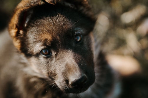 Close-up of a puppy’s curious eyes during a playful training session.