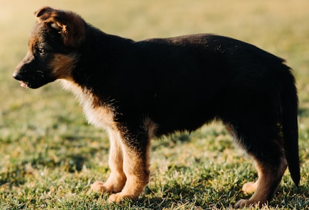 A young German Shepherd puppy is shown standing on green grass with soft sunlight casting gentle shadows. The puppy's fur is a mix of black and tan, typical of the breed, and it appears to be alert and curious.