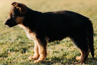 A young German Shepherd puppy is shown standing on green grass with soft sunlight casting gentle shadows. The puppy's fur is a mix of black and tan, typical of the breed, and it appears to be alert and curious.