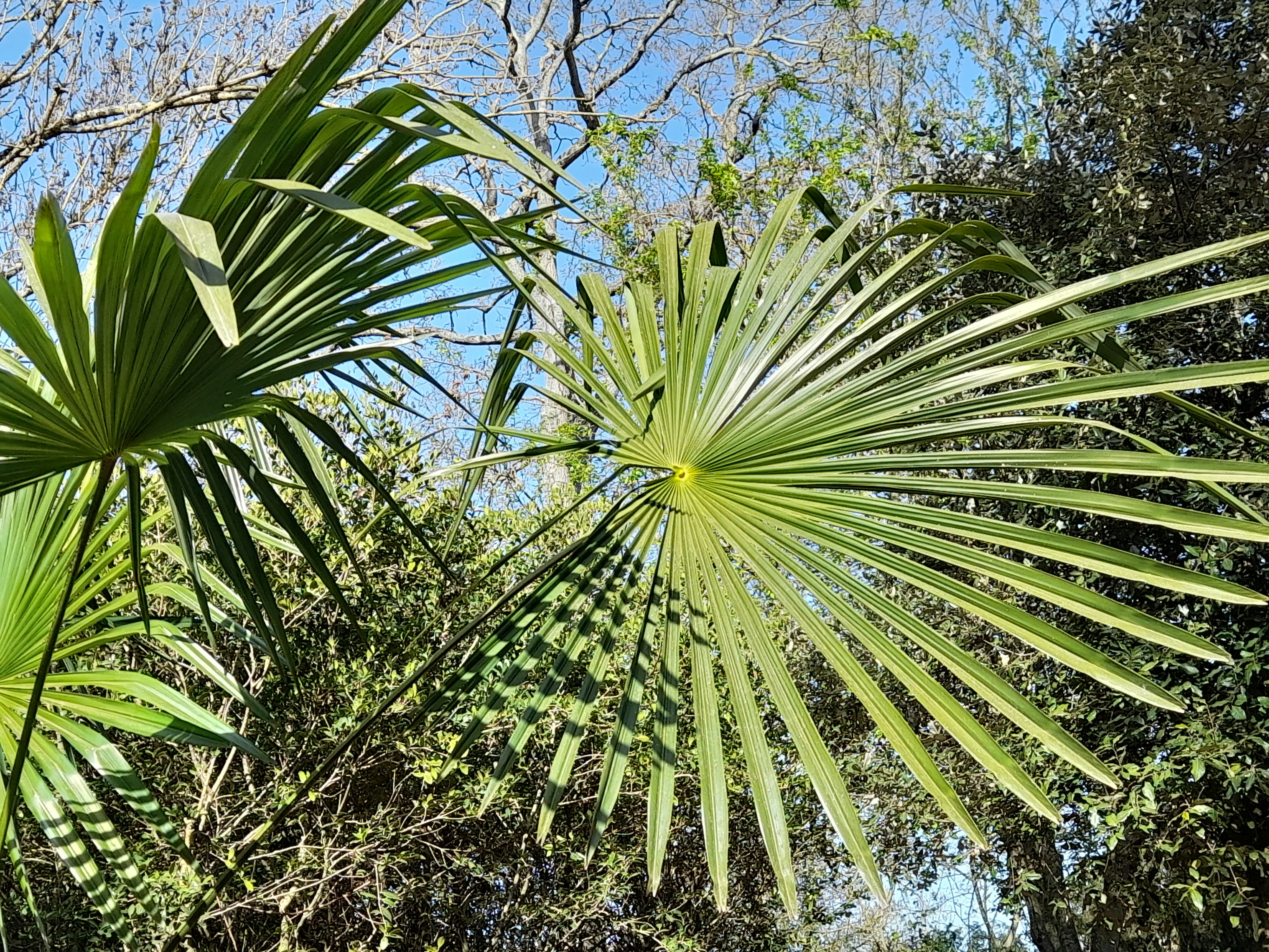 Florida: Subtropical Splendor (image credits: unsplash)