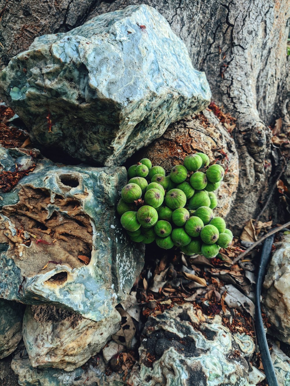 a bunch of green fruit sitting on top of a pile of rocks