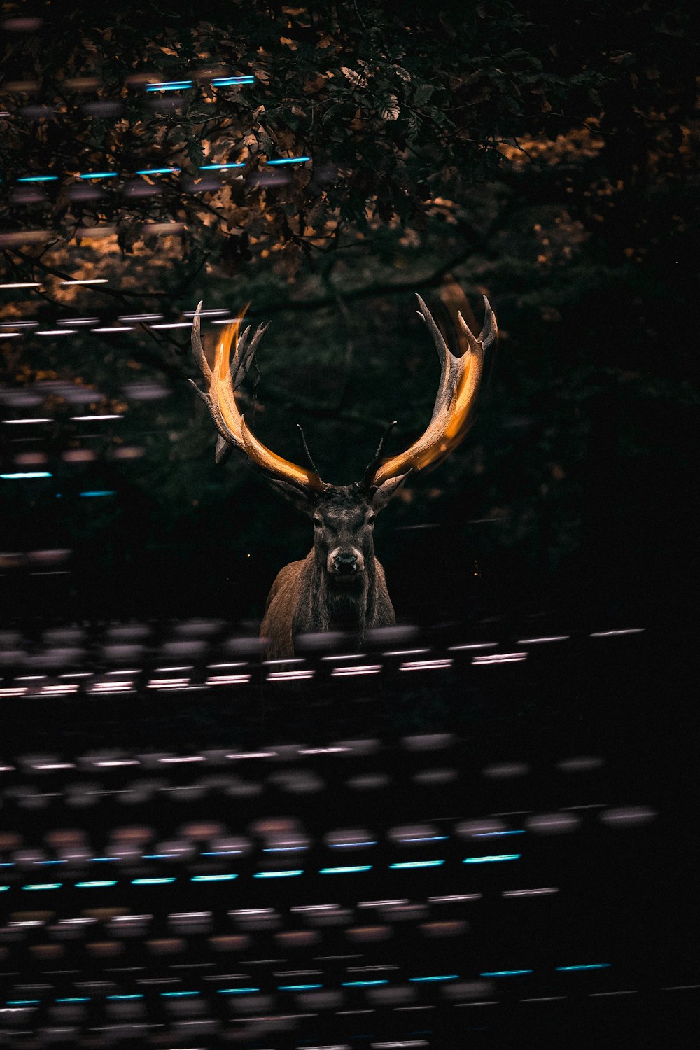 a deer with large antlers standing in the dark