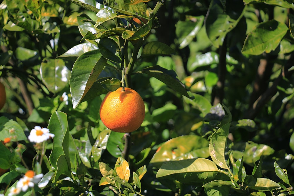 an orange tree filled with lots of ripe oranges