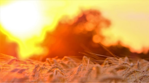 A vibrant sunset over golden wheat fields with a guitar silhouette.