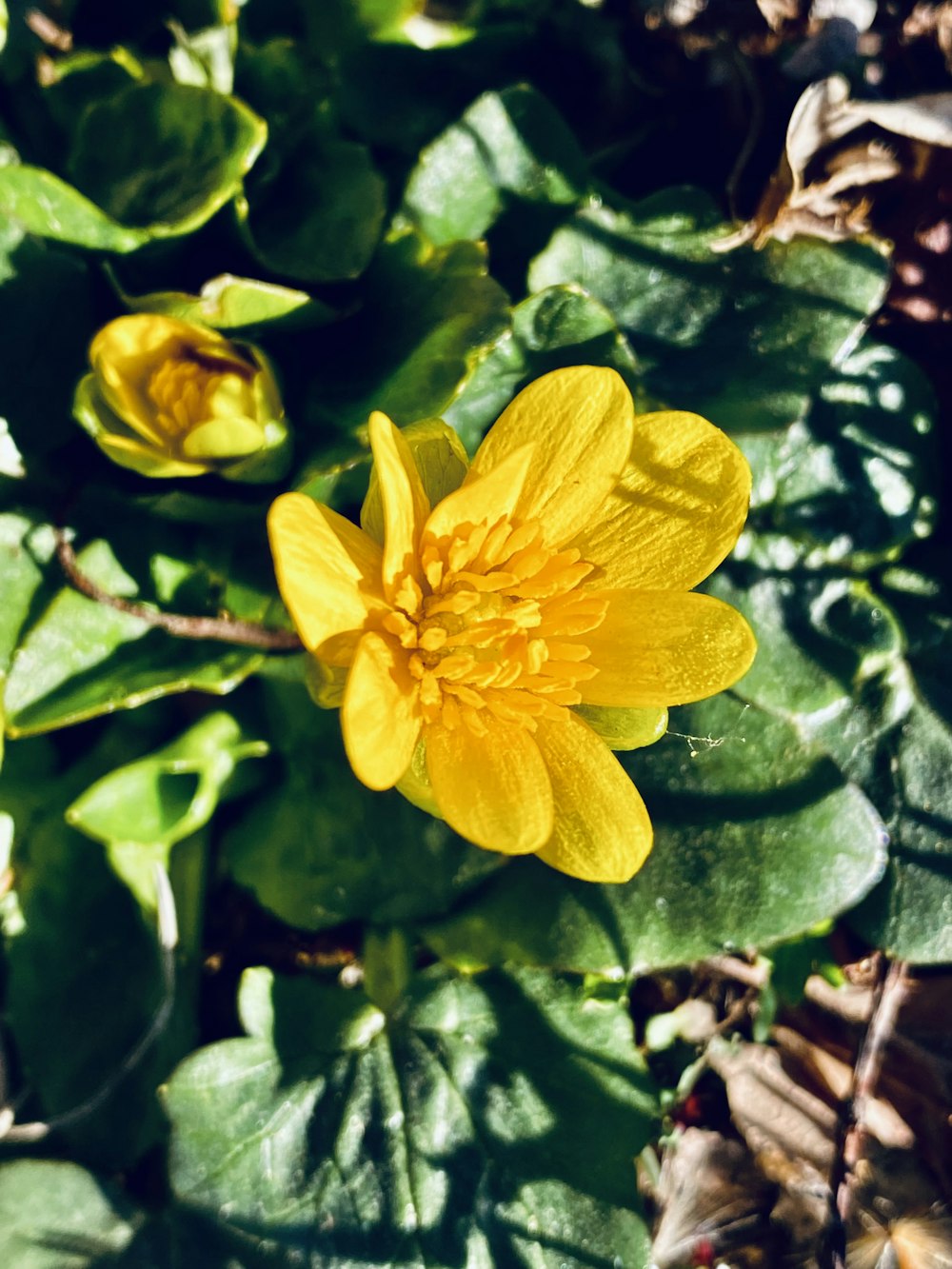 um close up de uma flor amarela em uma planta