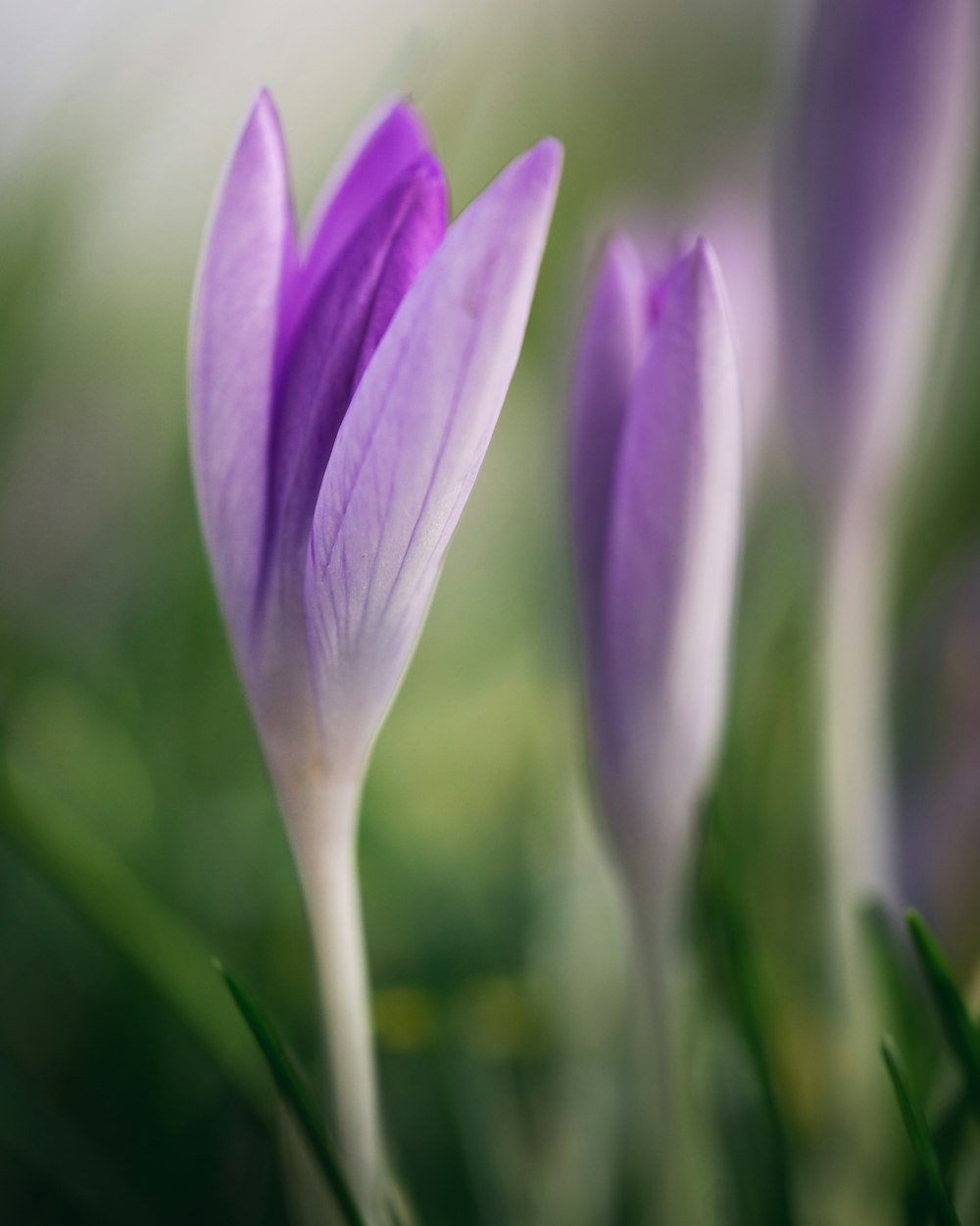 a close up of a flower