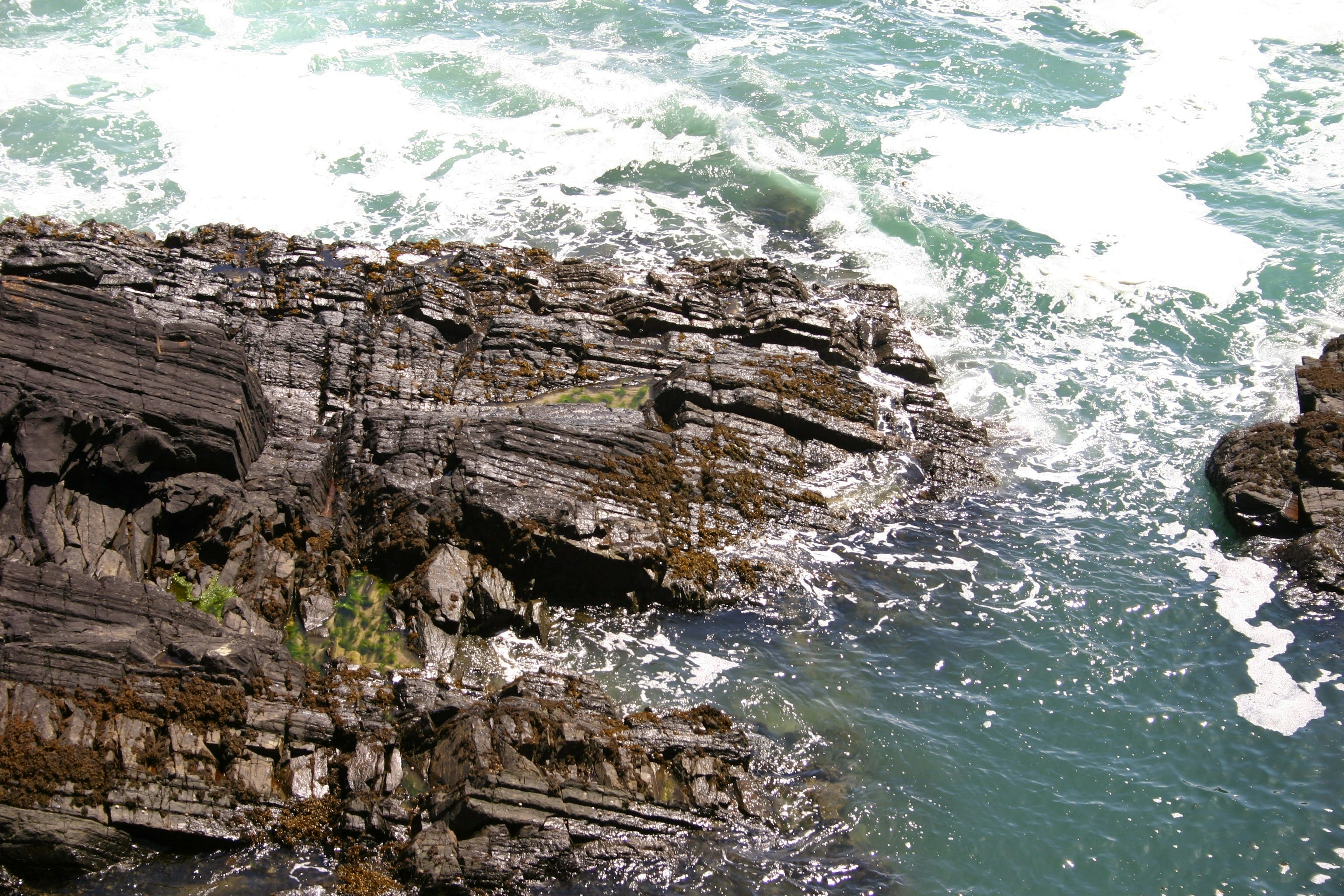 a bird is perched on a rock near the ocean