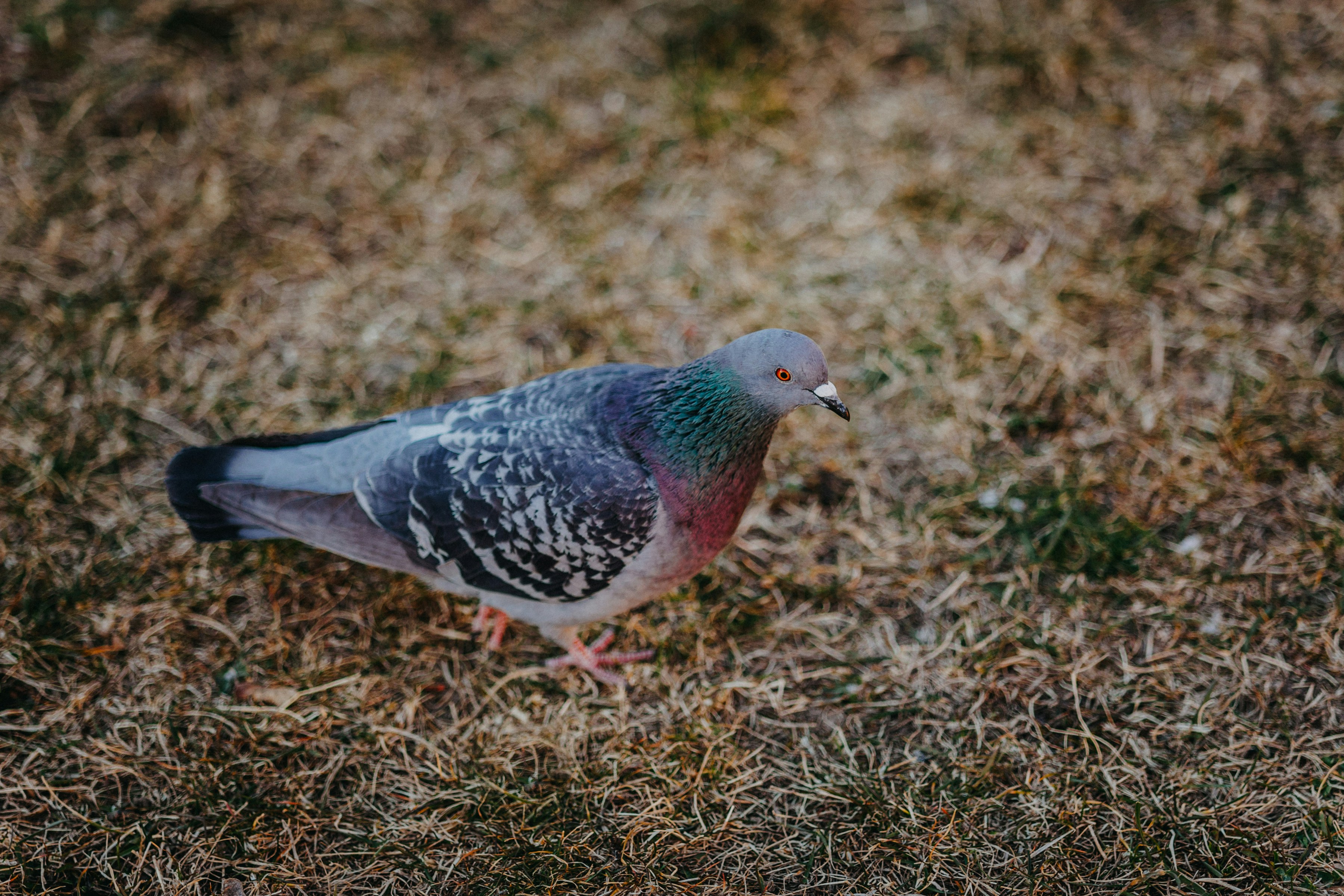 Photo by trnavskauni