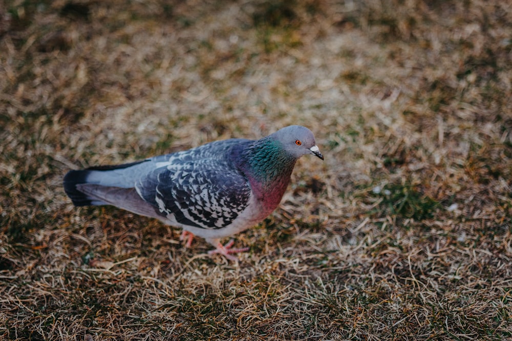 a bird that is standing in the grass