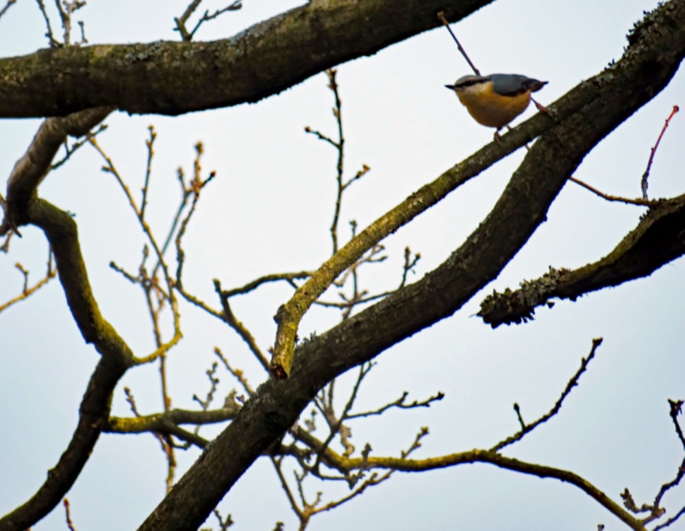 a bird sitting on a branch of a tree