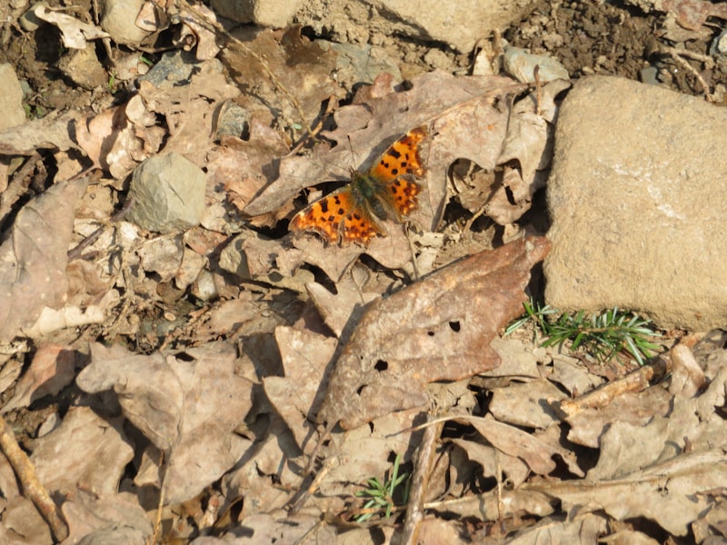 a small orange and black butterfly sitting on a rock
