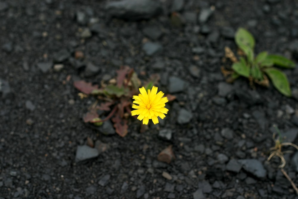 a small yellow flower sitting on top of a black ground