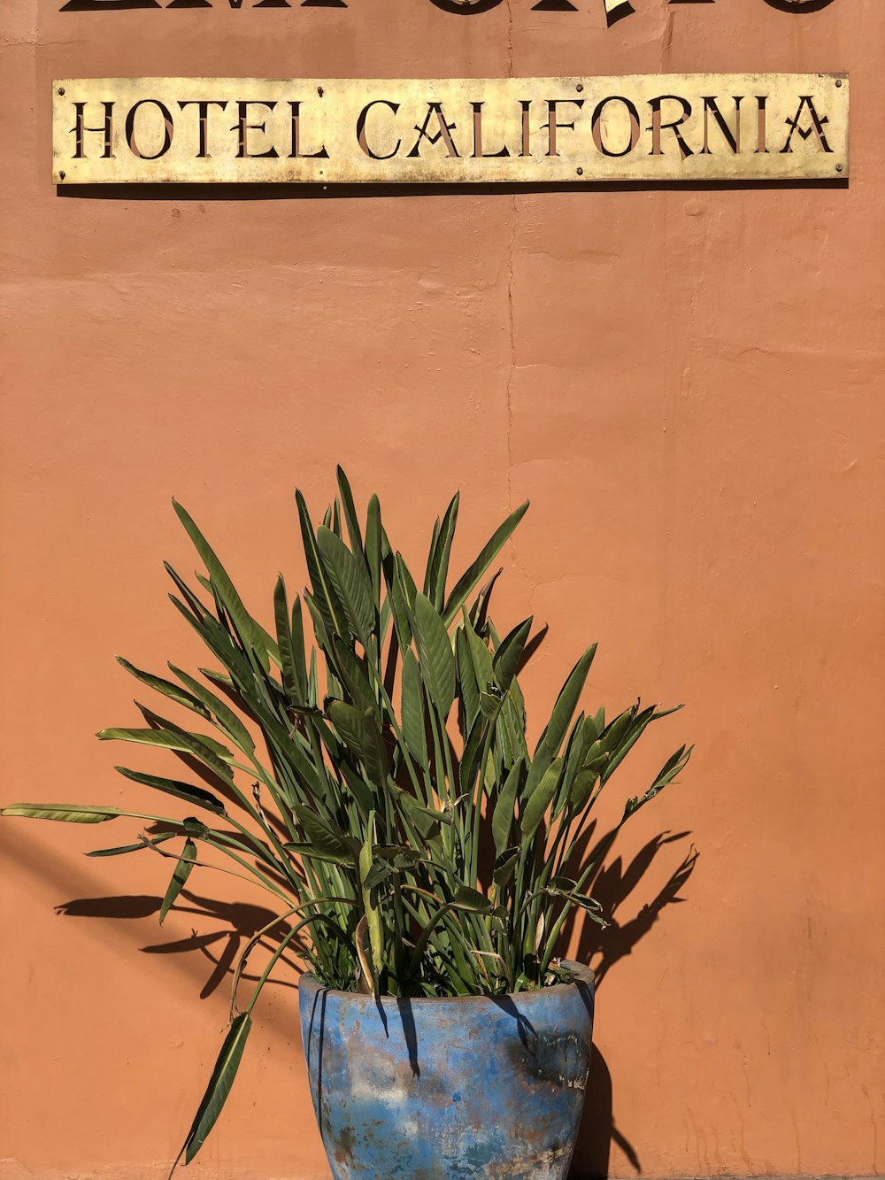 a potted plant sitting in front of a hotel sign