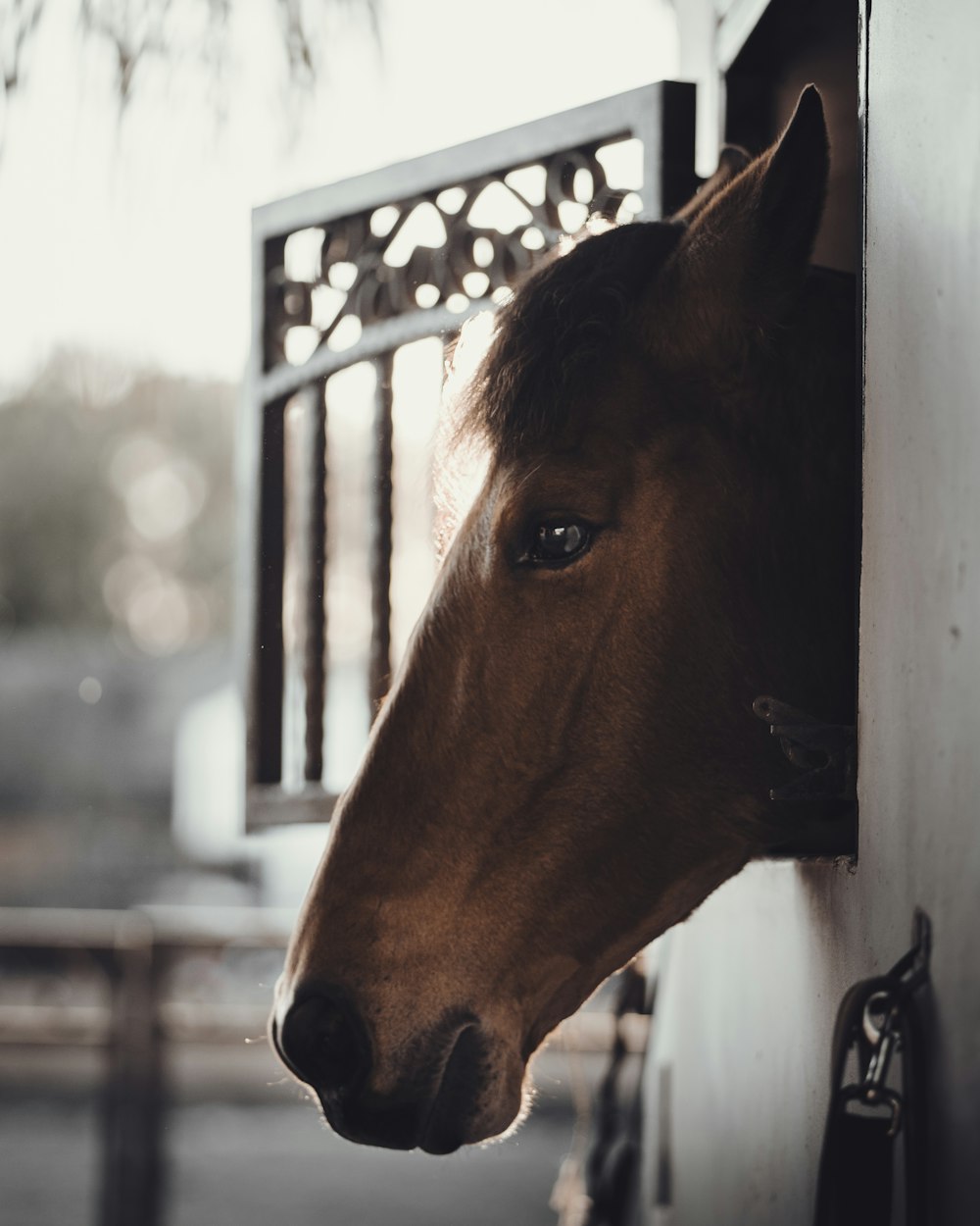 a brown horse sticking its head out of a stable