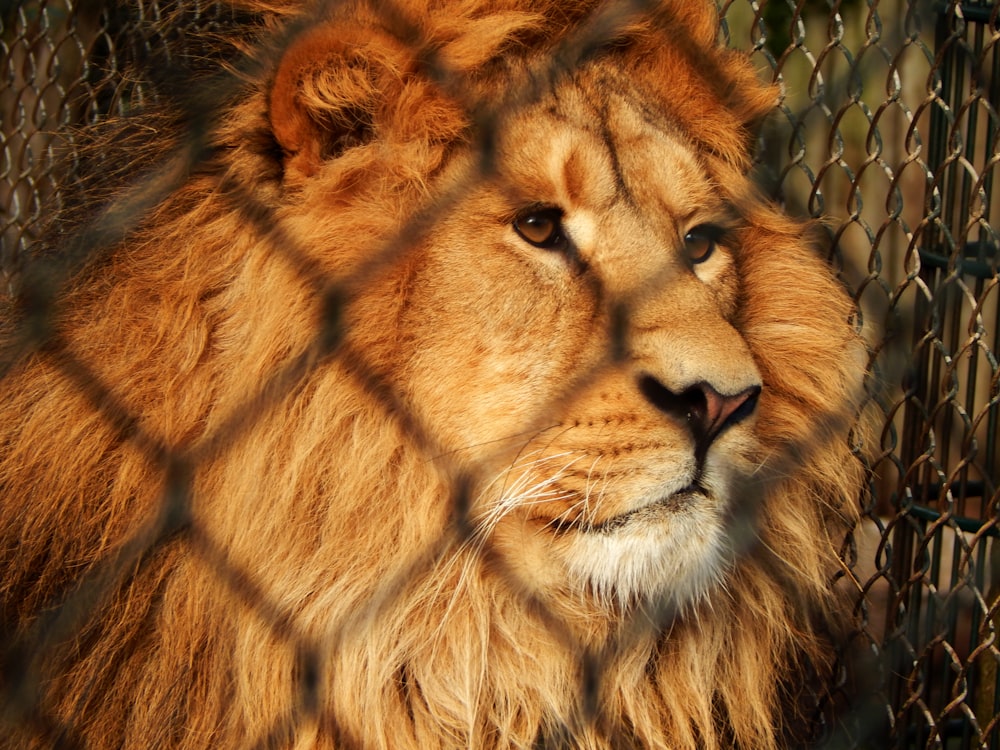 a close up of a lion behind a fence