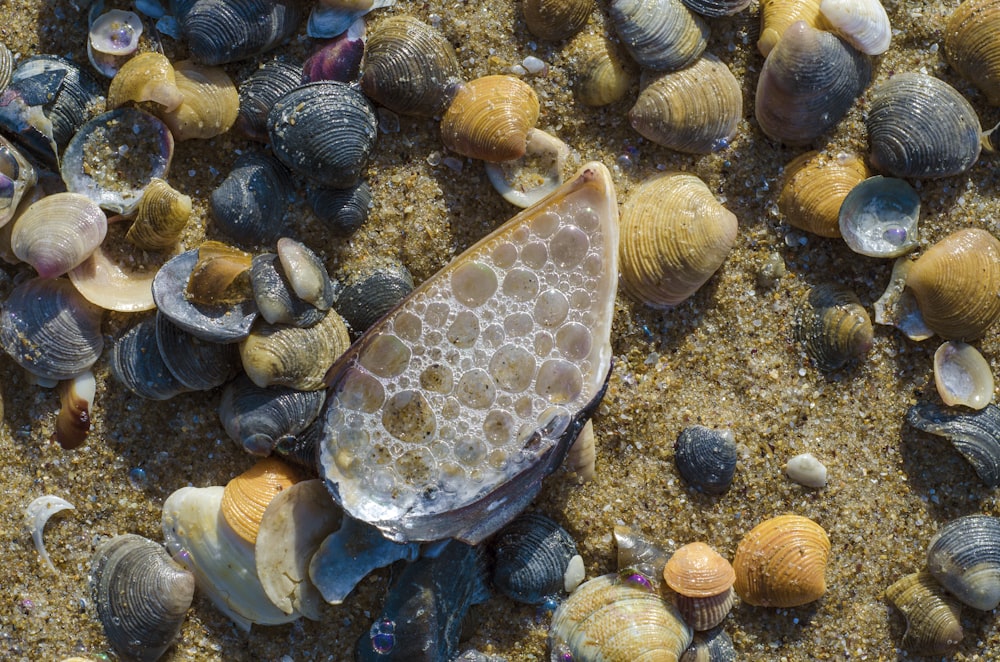 a bunch of seashells are laying on the sand