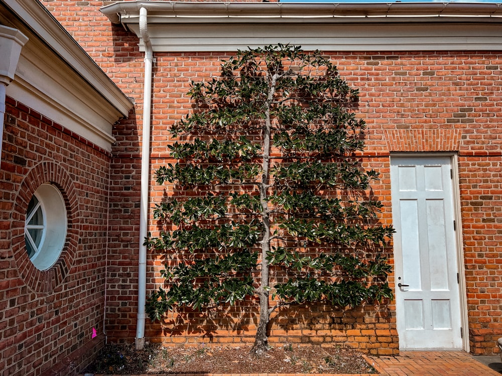 a small tree growing out of the side of a brick building