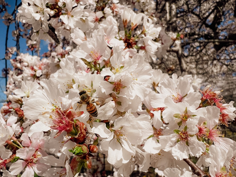 a bunch of flowers that are on a tree