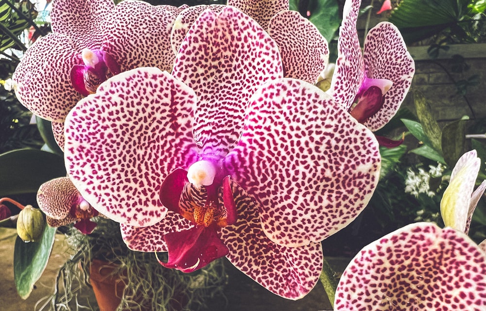 a close up of a pink and white flower