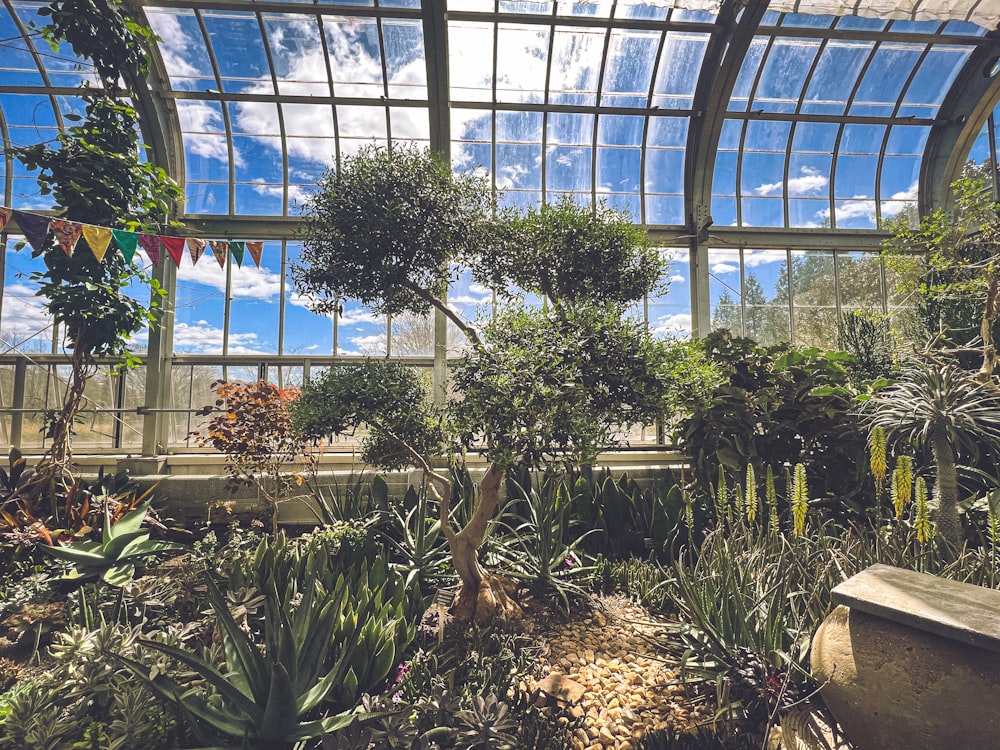 a view of the inside of a tropical greenhouse