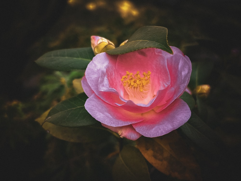 a close up of a pink flower with green leaves