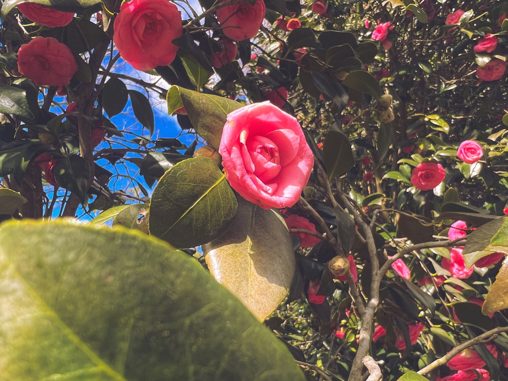 a pink flower is blooming on a tree