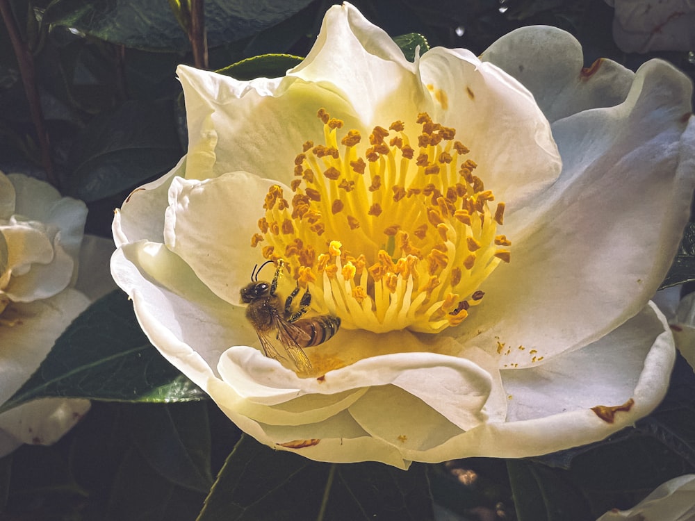 a large white flower with a bee inside of it