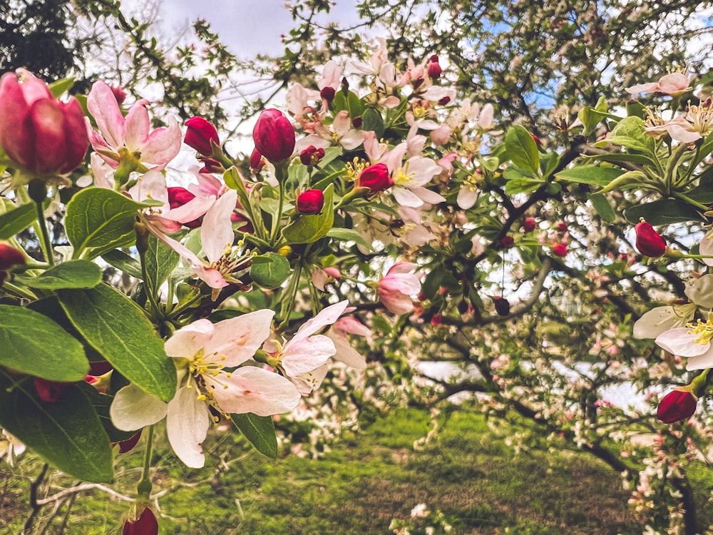 a tree filled with lots of pink and white flowers