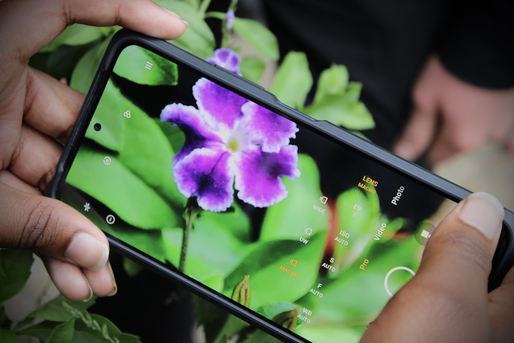 a person taking a picture of a purple flower