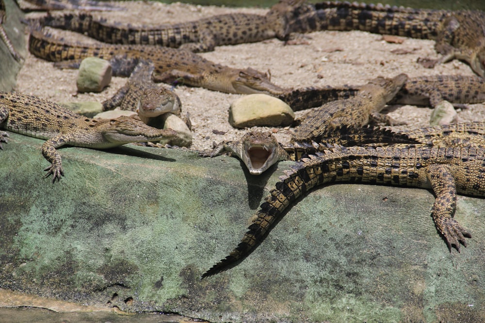 a group of alligators laying on top of a rock