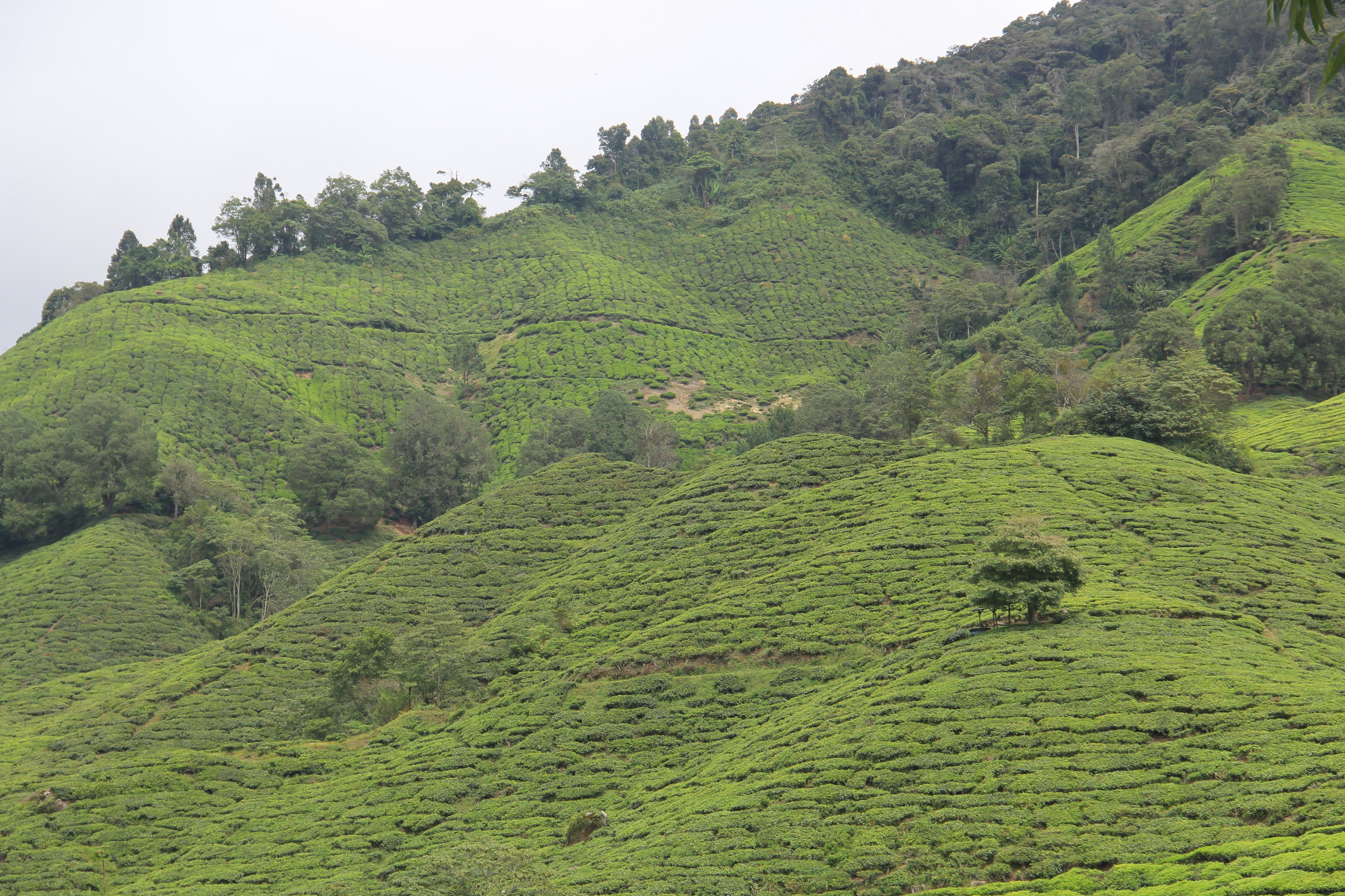 Photo by bahr_splash