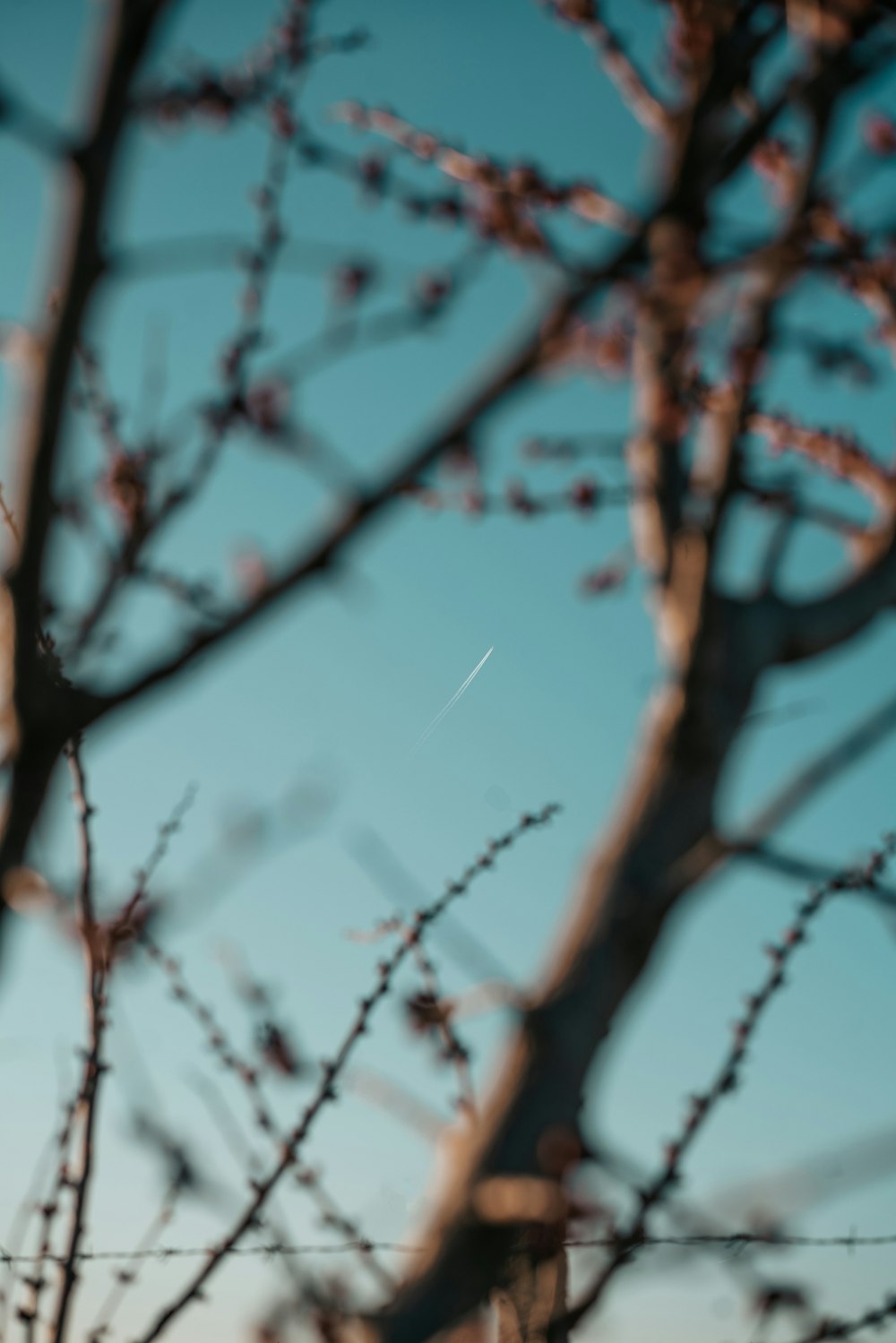 a tree with no leaves in front of a blue sky