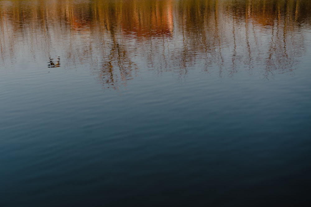 a couple of ducks floating on top of a lake