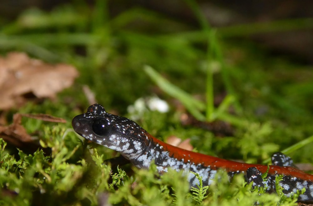 a close up of a small lizard on the ground