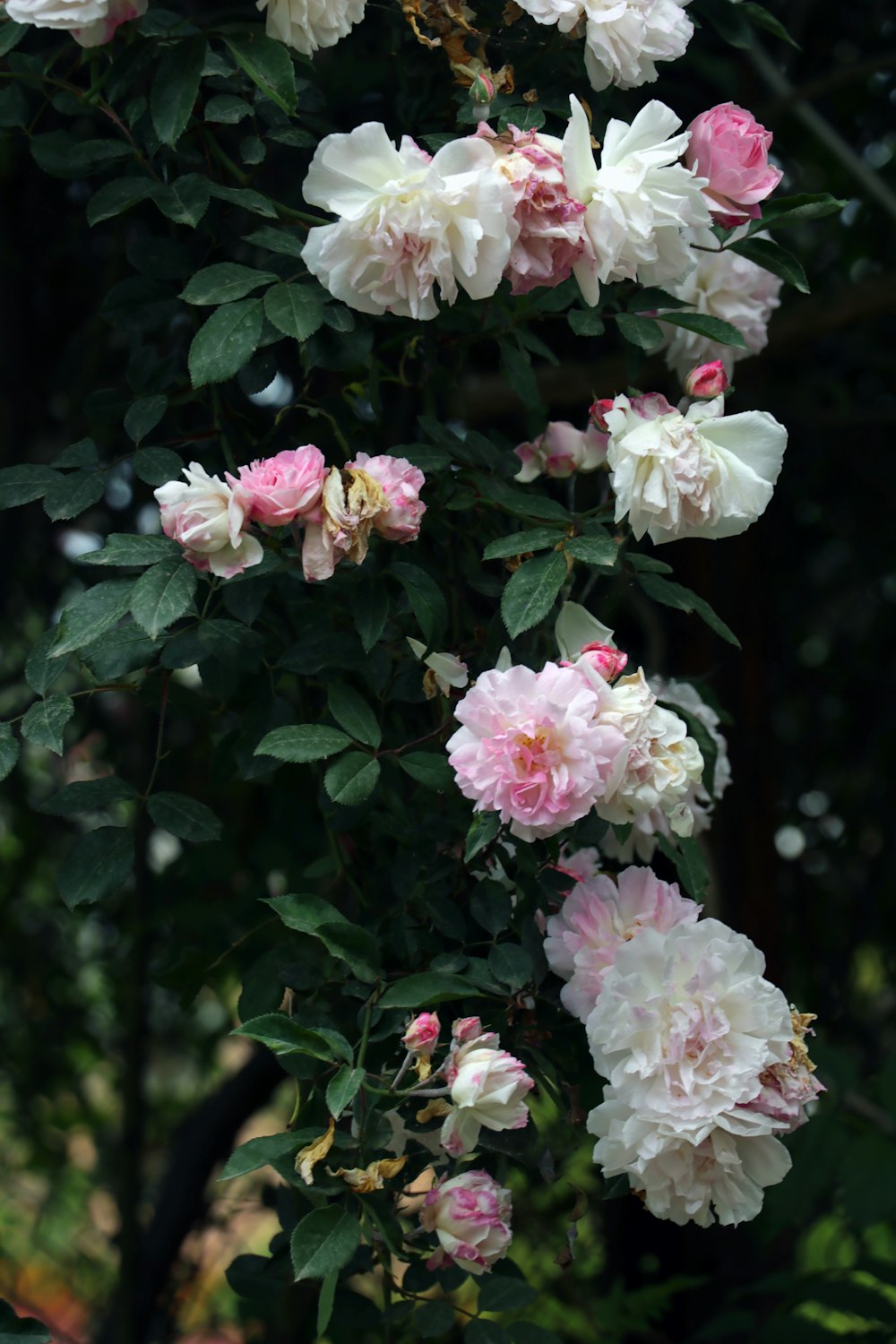 Un ramo de flores rosadas y blancas en un árbol