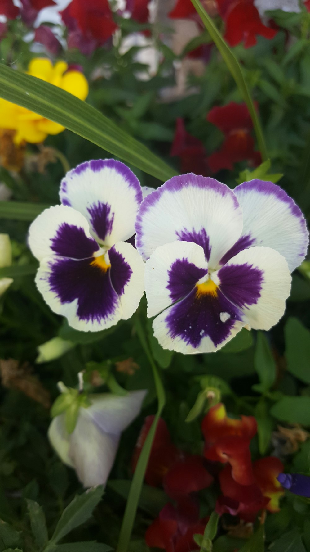 a close up of two purple and white flowers