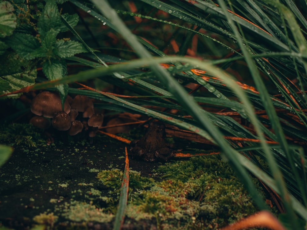 a close up of some grass and plants