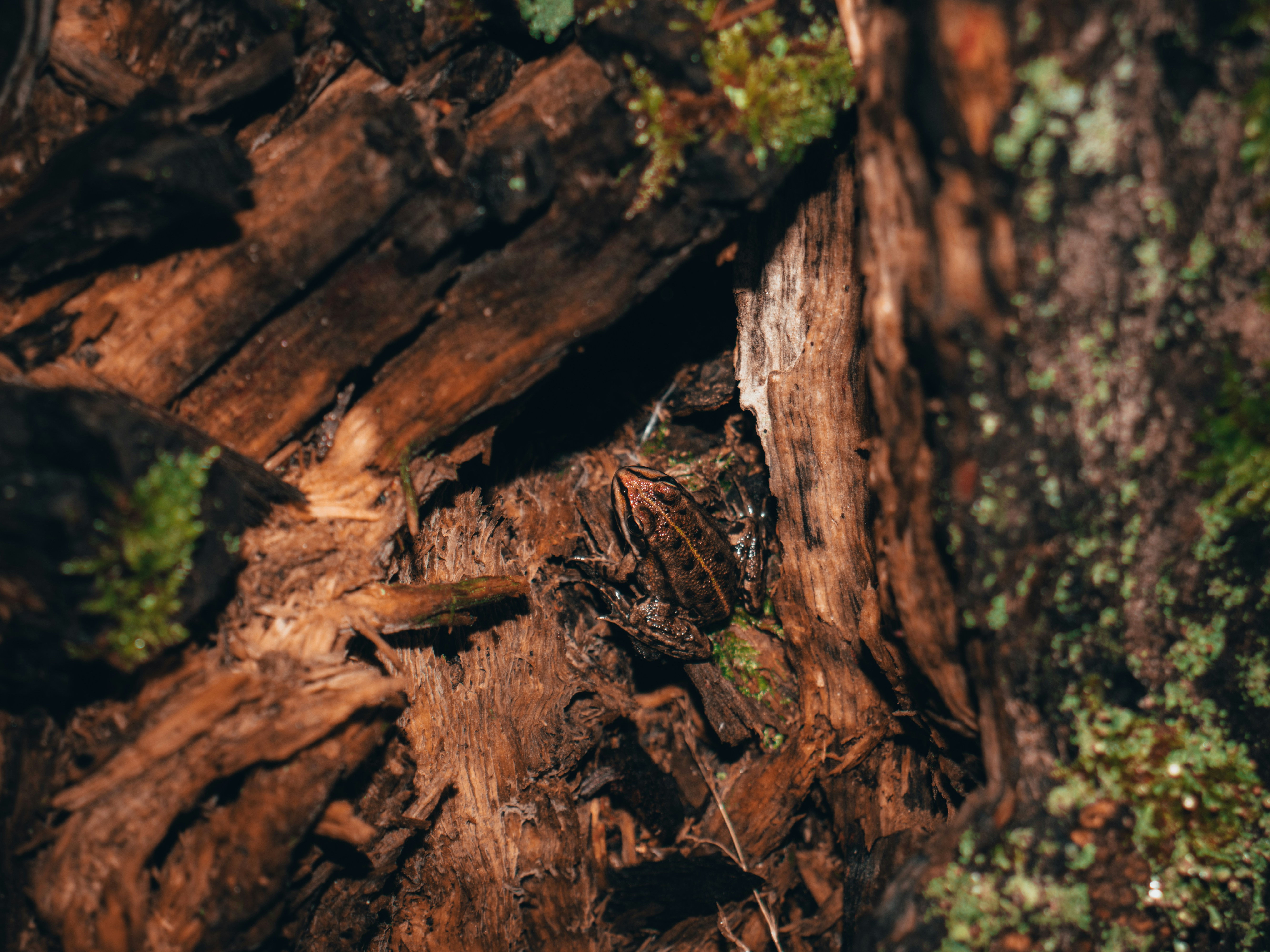 Photo by obscurespace