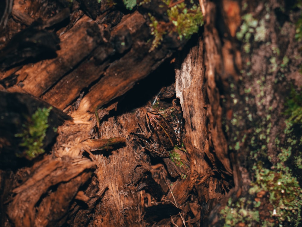 a close up of a tree trunk with moss growing on it