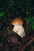 A mushroom with a smooth brown cap and white stalk stands amidst damp soil and green foliage. The surrounding area is dimly lit, creating a natural and earthy setting.
