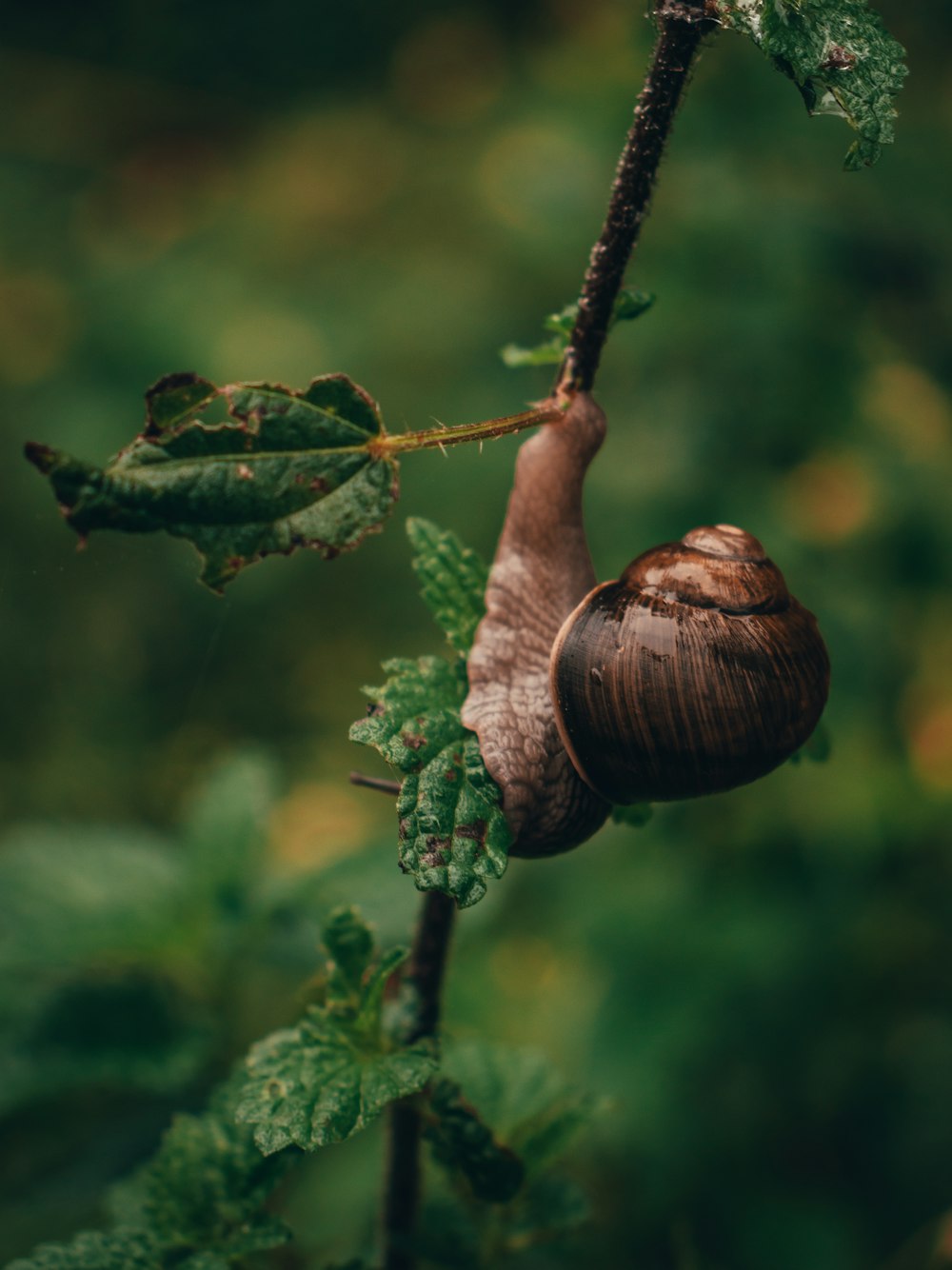 a snail crawling on a branch in a forest