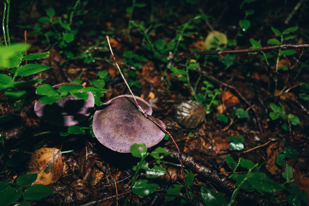 a purple mushroom sitting on top of a forest floor