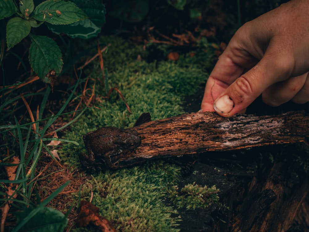 a person is picking up a piece of wood