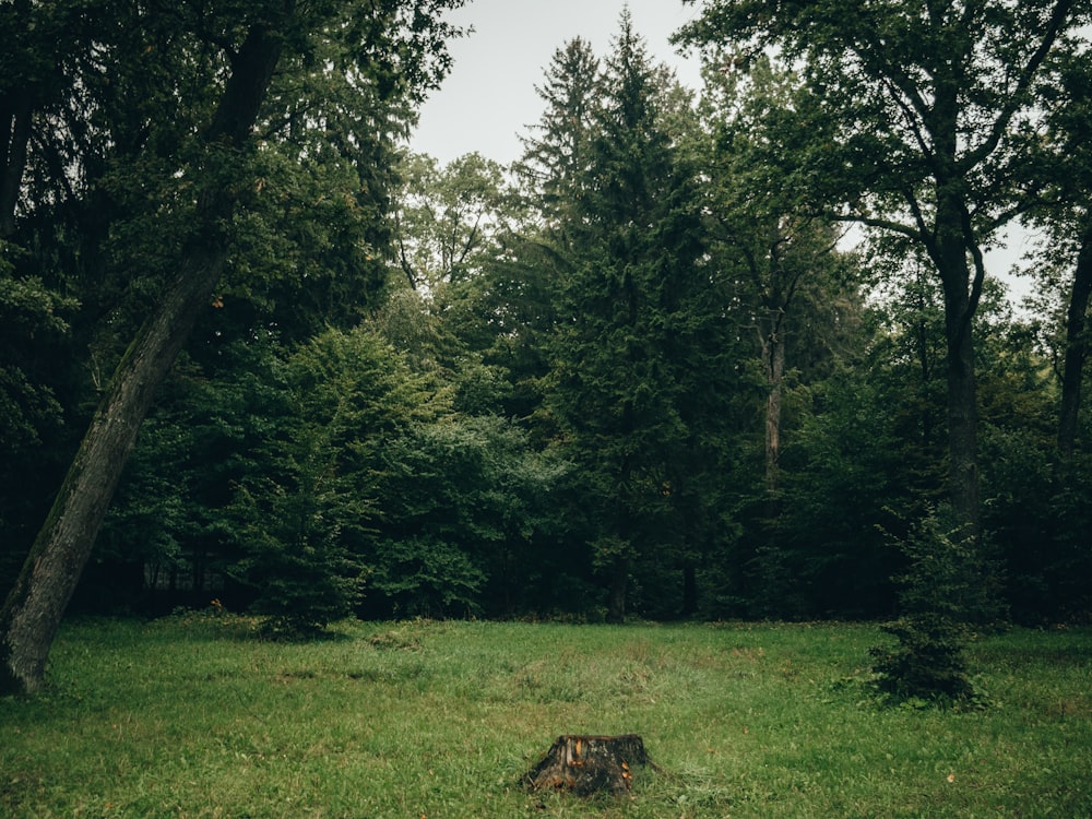 a forest filled with lots of trees next to a lush green field