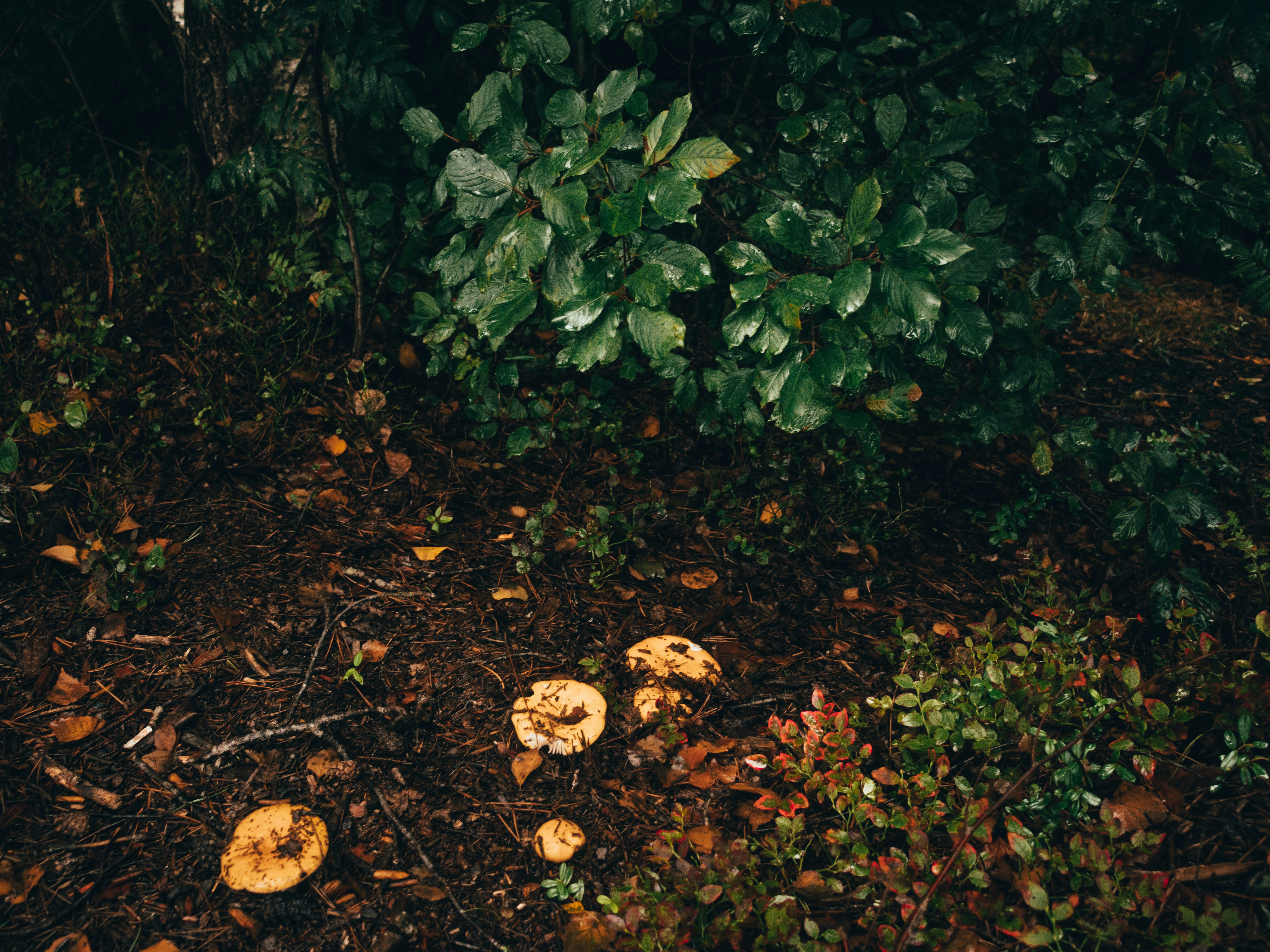 a bunch of mushrooms that are on the ground