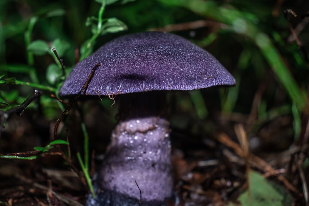 Un primer plano de un hongo púrpura en el suelo
