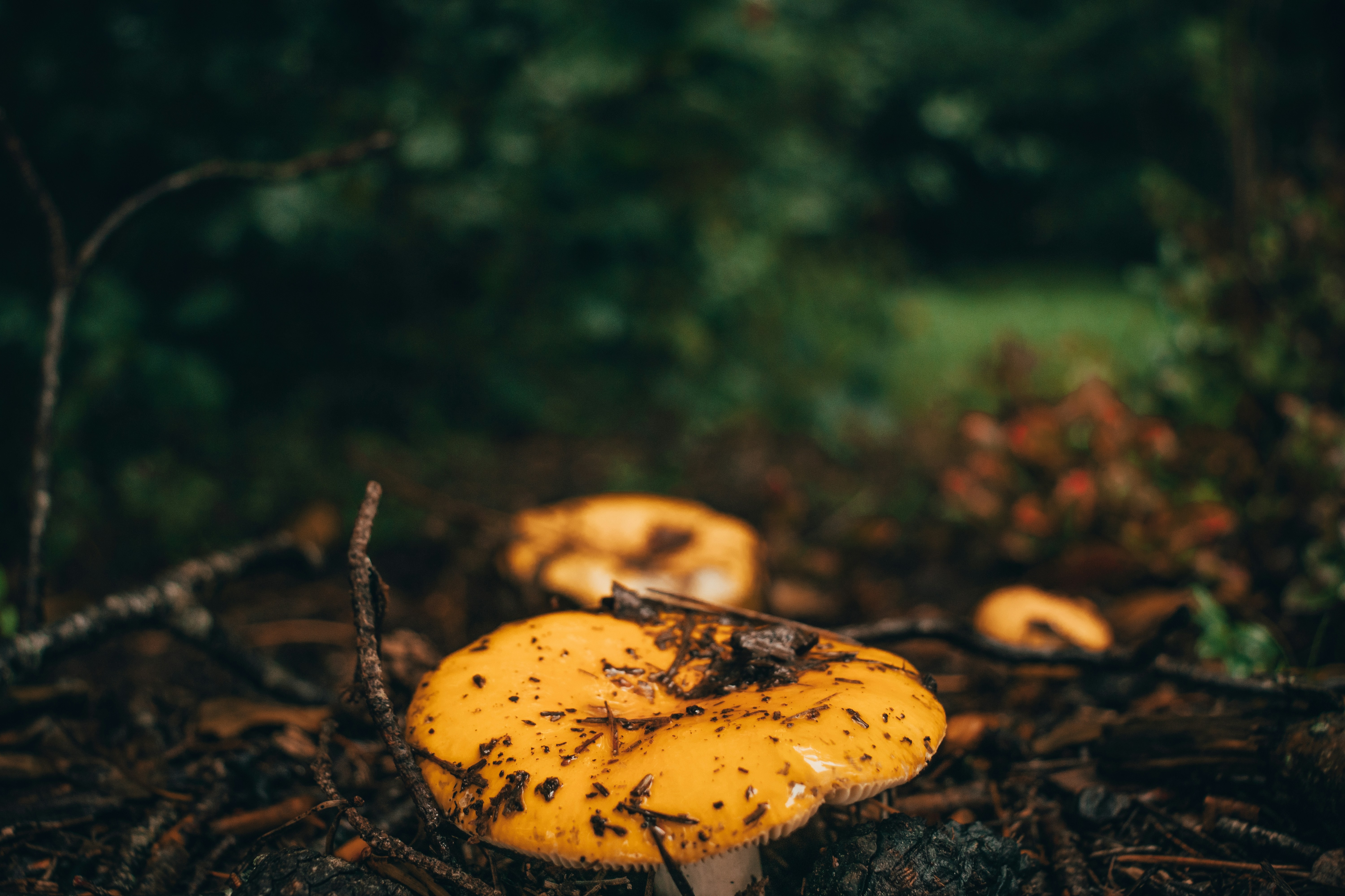 a group of mushrooms sitting on top of a forest floor