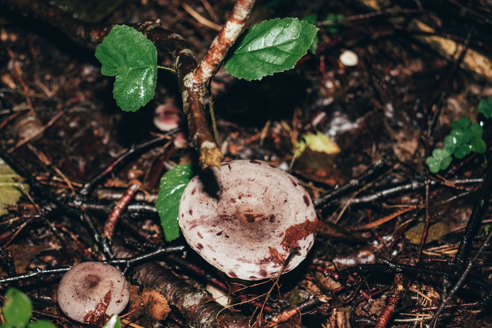 a close up of a mushroom on the ground
